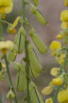 Showy rattlebox